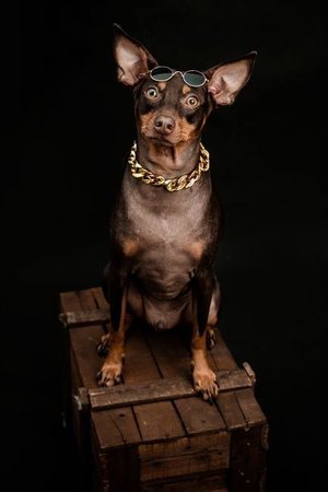 Miniature Pinscher Puppy, Miniature Pinscher Puppy
