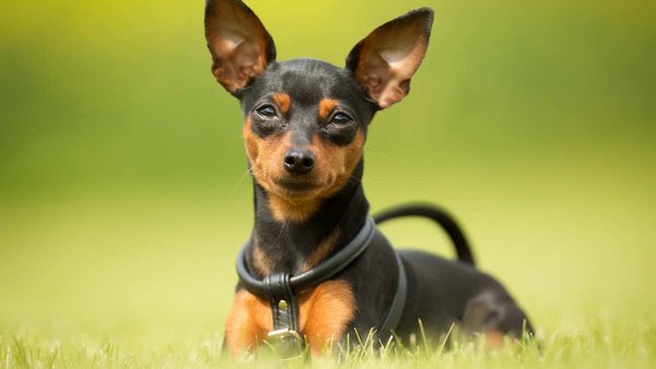Miniature Pinscher Puppy, Miniature Pinscher Puppy