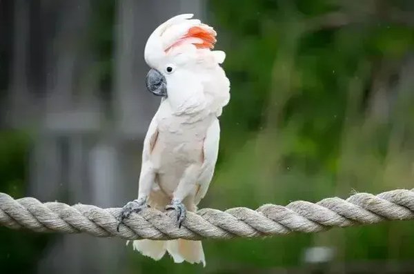 Moluccan Cockatoo, Moluccan Cockatoo