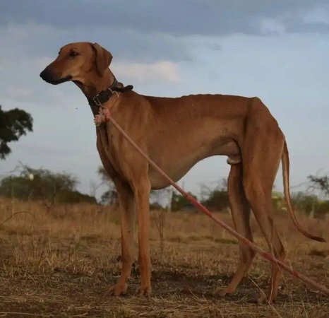 Mudhol Hound Puppy, Mudhol Hound Puppy