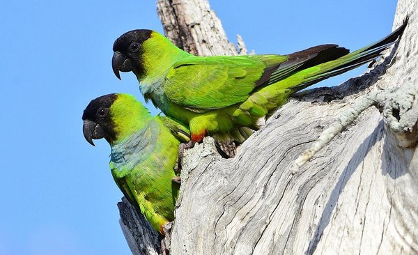 Nanday Conure, Nanday Conure