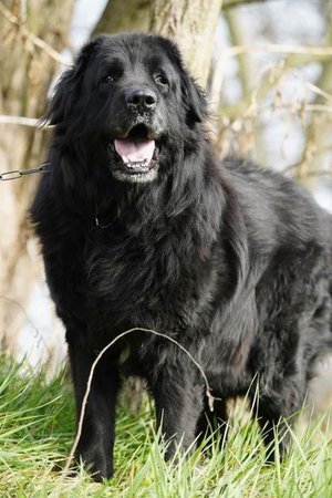 Newfoundland Puppy, Newfoundland Puppy