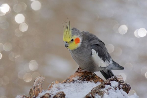 Grey Cockatiel, Cockatiel