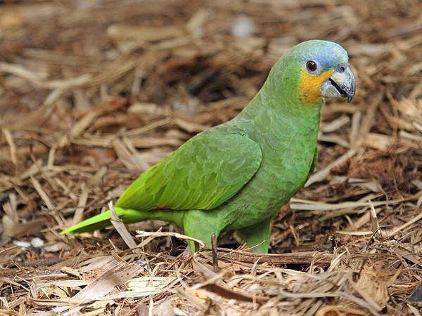 Orange Wing Amazon Parrots, Orange Wing Amazon Parrots