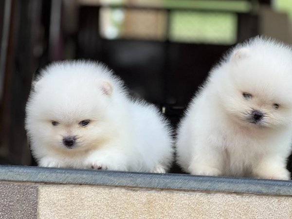 Orignal Toy Pom Puppy, Orignal Toy Pom Puppy