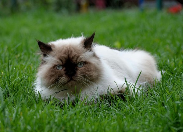 Himalayan Kitten, Himalayan Kitten