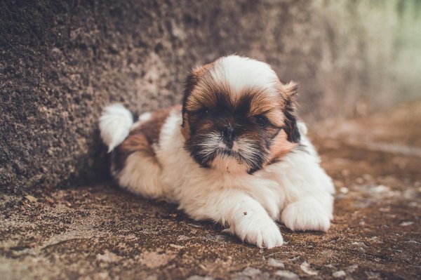 Shih Tzu, Shih Tzu