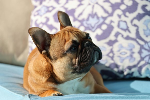 French Bulldog Puppy, French Bulldog Puppy