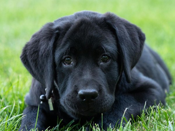 Labrador Retriever, Labrador Retriever Puppy