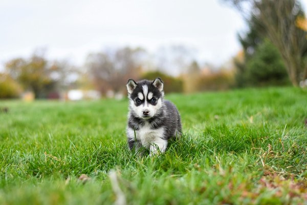 Siberian Husky Puppy, Siberian Husky Puppy