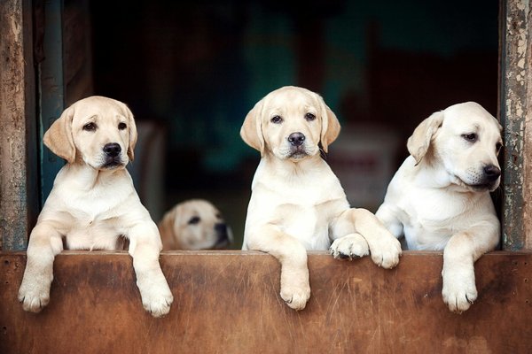 Labrador Retriever, Labrador Retriever Puppy