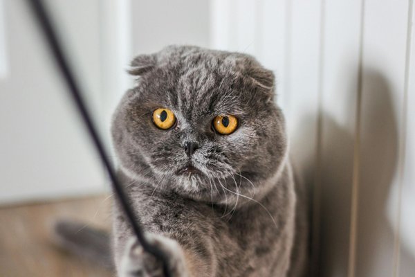 Scottish Fold Kitten, Scottish Fold Kitten