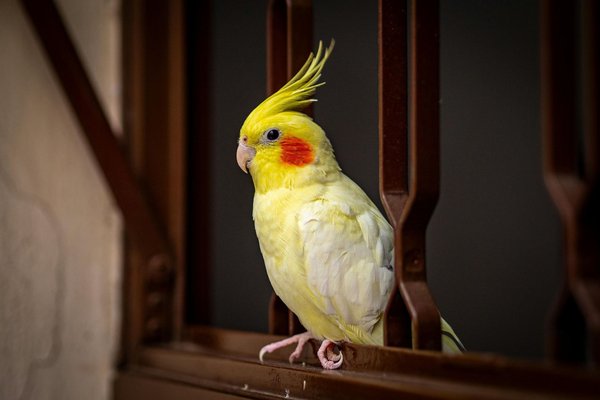 Lutino Cockatiel, Cockatiel