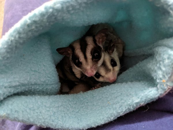 Sugar Glider, Sugar Glider