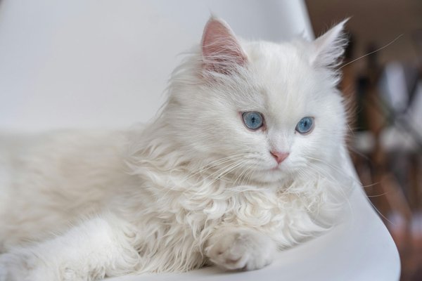 Persian Kitten (Doll Face), Persian Kitten