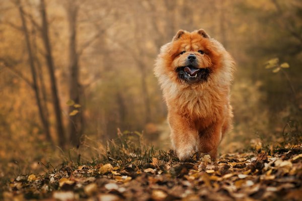 Chow Chow Puppy, Chow Chow Puppy