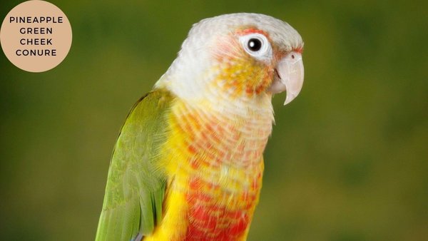 Pineapple Headed Conure, Pineapple Headed Conure