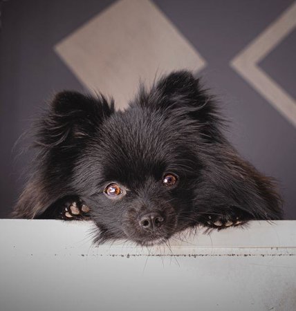 Pomeranian Puppy, Pomeranian Puppy
