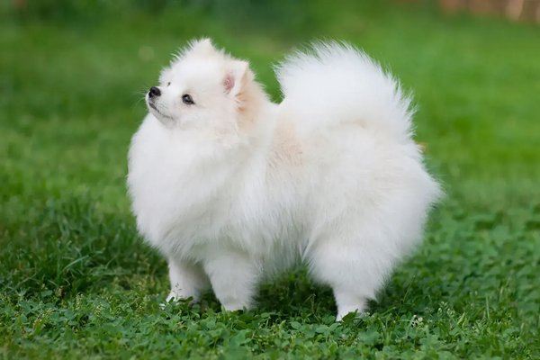 Pomeranian Puppy, Pomeranian Puppy