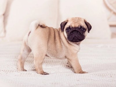Pug Puppy