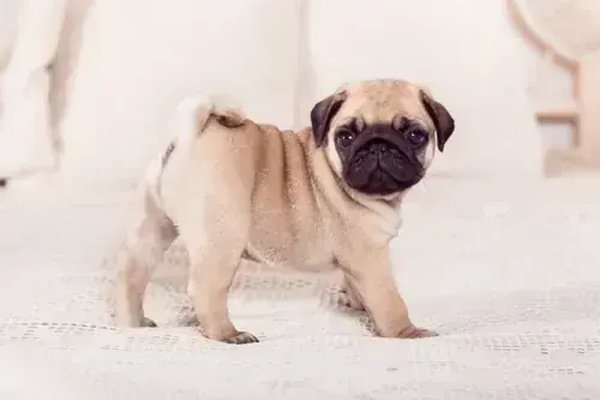 Pug Puppy, Pug Puppy