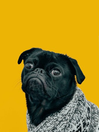 Pug Puppy, Pug Puppy