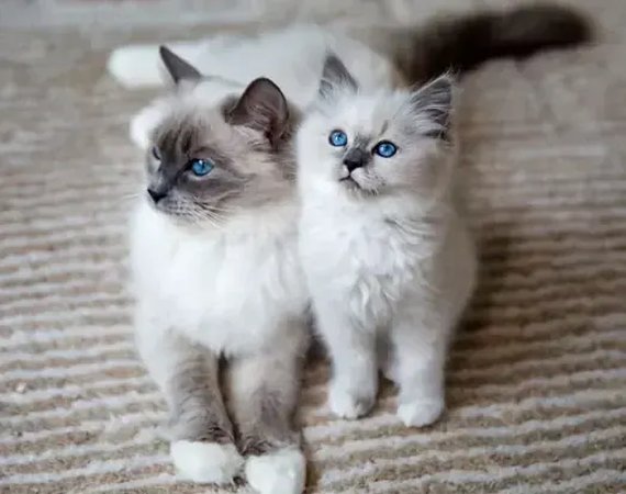 Ragdoll Kitten, Ragdoll Kitten