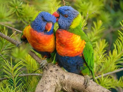 Rainbow Lorikeet