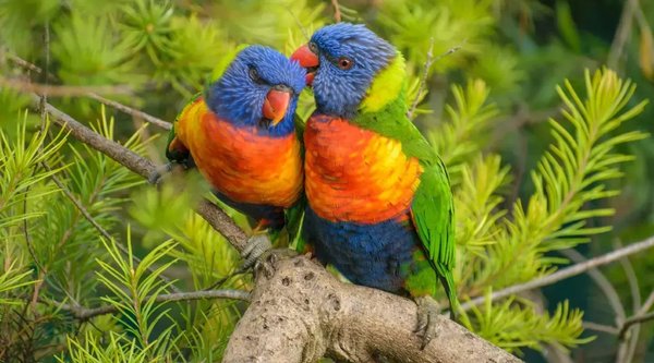 Rainbow Lorikeet, Rainbow Lorikeet