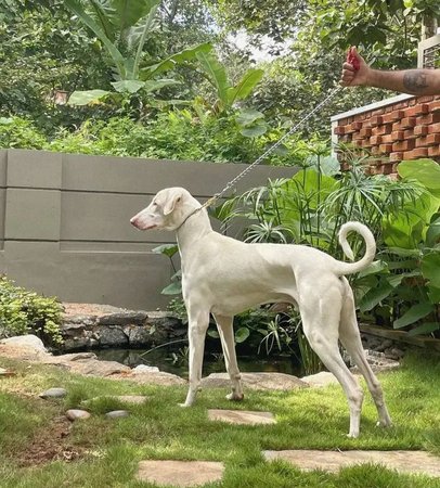 Rajapalayam Puppy, Rajapalayam Puppy