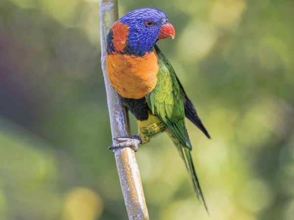 Red Collared Lorikeet, Red Collared Lorikeet
