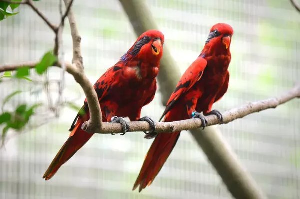 Red Lorikeet, Red Lorikeet