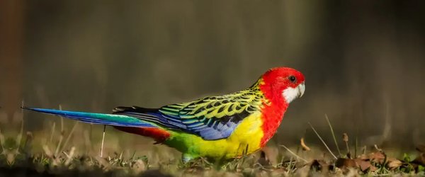 Rosella Bird, Rosella Bird