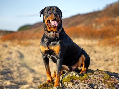 Rottweiler Puppy