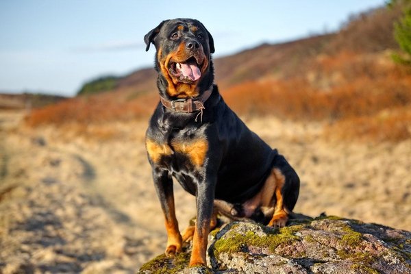 Rottweiler Puppy, Rottweiler Puppy