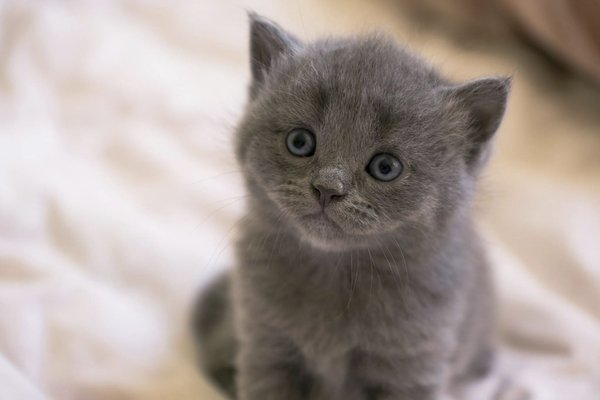 Russian Blue Kitten, Russian Blue Kitten