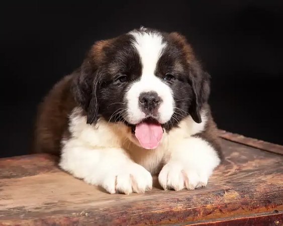 Saint Bernard Puppy, Saint Bernard Puppy