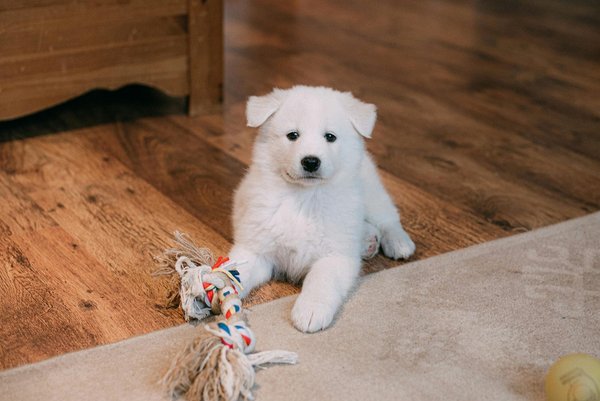 Samoyed Puppy, Samoyed Puppy