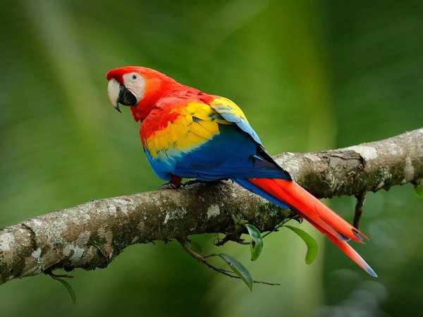 Scarlet Macaw, Scarlet Macaw