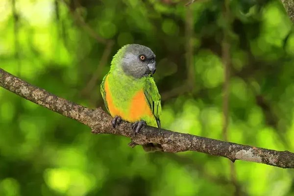Senegal Parrot, Senegal Parrot