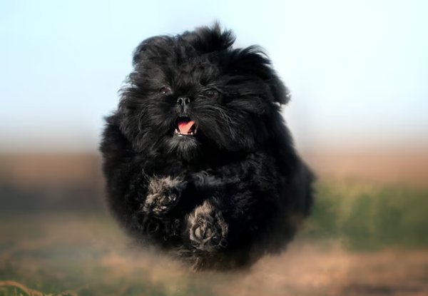 Shih Tzu, Shih Tzu