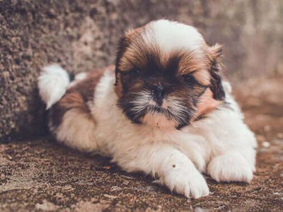 Shih Tzu Puppy