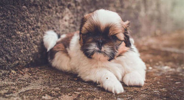 Shih Tzu Puppy Brown & White, Shih Tzu Puppy Brown & Black