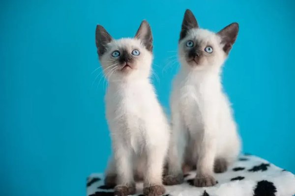 Siamese Kitten, Siamese Kitten