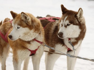 Siberian Husky Puppy | Copper & White Color