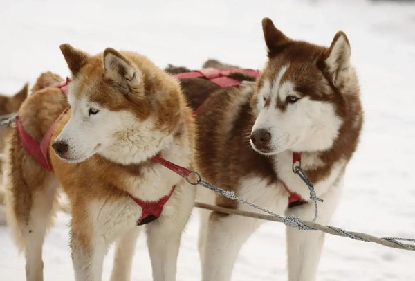 Siberian Husky Puppy, Siberian Husky Puppy