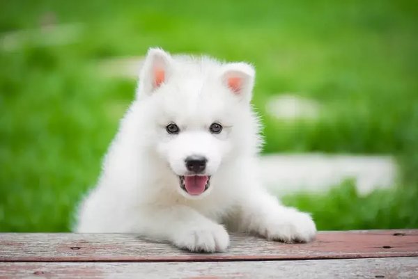 Siberian Husky Puppy, Siberian Husky Puppy