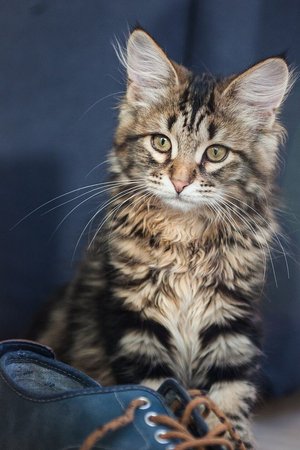 Siberian Kitten, Siberian Kitten