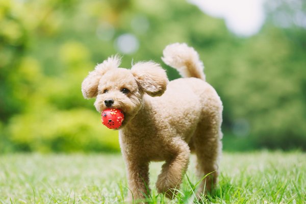 Standard Poodle Puppy, Standard Poodle Puppy