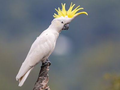 Sulphur Crested Cockatoo